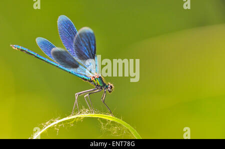die blaue Libelle sitzt auf einer Wiese Stockfoto