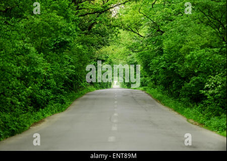 Zwei-spurige leere asphaltierte Straße durch einen Wald, ähnlich einen Baum-tunnel Stockfoto