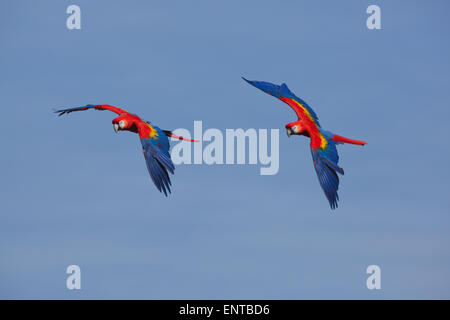 Rote Aras (Ara Macao). Paar auf der Flucht. Stockfoto