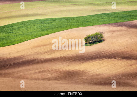 Linien und Wellen mit Bäumen im Frühjahr Stockfoto