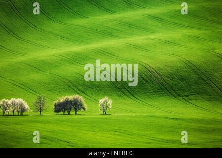 Feld-Wellen mit blühenden Bäumen im Frühjahr Stockfoto