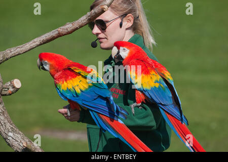 Moderatorin der frei fliegenden ausgebildete rote Aras (Ara Macao), Mitglieder und Besucher zu besuchen. Whipsnade Zoo. Stockfoto