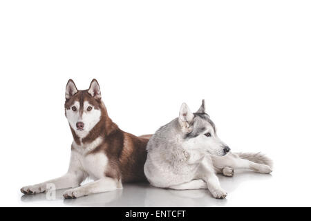 Siberian husky Stockfoto