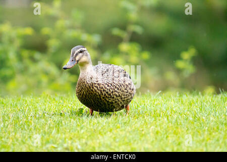 Weibliche Stockente (Anas Platyrhynchos) Huhn, stehend auf Wiesen. Stockfoto