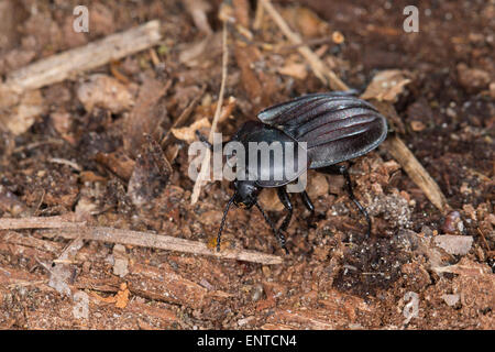 AAS AAS Käfer, Silphidae, Käfer, Aaskäfer, Starkgerippter Geradschienen-Aaskäfer, Silpha carinata Stockfoto