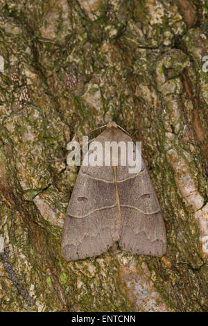 Braun Underwing, Braunes Ordensband, Minucia occasion, Lunar Doppelstreifen, Pseudophia occasion, Eulenfalter, Noctuidae Stockfoto