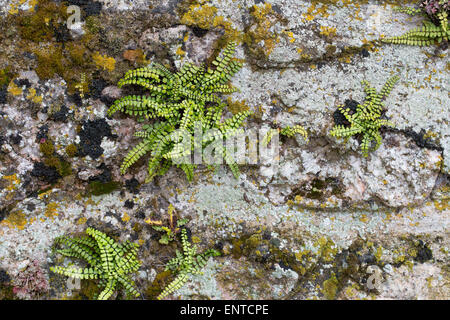 Tausend Spleenwort, Brauner Streifenfarn, Braunstieliger Streifenfarn, Asplenium Trichomanes, Fausse-Capillaire Stockfoto