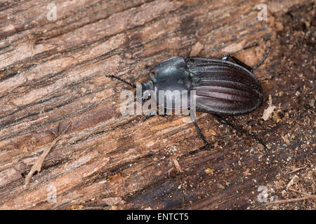 AAS AAS Käfer, Silphidae, Käfer, Aaskäfer, Starkgerippter Geradschienen-Aaskäfer, Silpha carinata Stockfoto