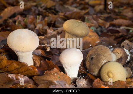 Langstielige Puffball, Beutel-Stäubling, Beutelbovist, Sackbovist, Lycoperdon Excipuliforme, Calvatia excipuliformis Stockfoto