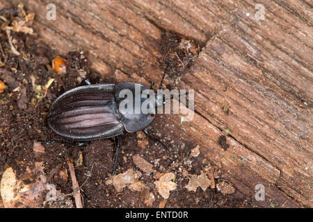 AAS AAS Käfer, Silphidae, Käfer, Aaskäfer, Starkgerippter Geradschienen-Aaskäfer, Silpha carinata Stockfoto