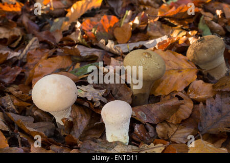 Langstielige Puffball, Beutel-Stäubling, Beutelbovist, Sackbovist, Lycoperdon Excipuliforme, Calvatia excipuliformis Stockfoto