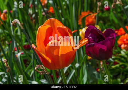 Schöne Tulpen in Münchens Promenade Square. Stockfoto