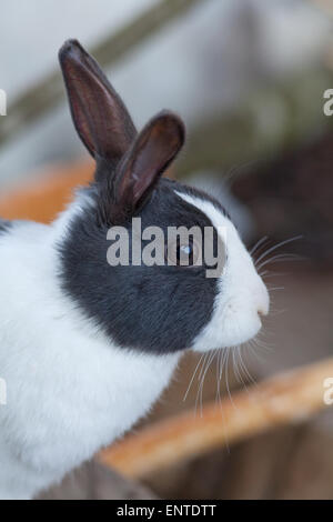 Niederländische Rabbit Stockfoto