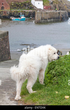 Großer weißer großer Pyrenäenhund, Pyrenäen-Berghund, stehend am Porthgain Hafen, Pembrokeshire Coast National Park, Wales, Großbritannien im Mai Stockfoto
