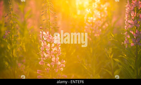 Rosebay Weidenröschen blumen Hintergrundbeleuchtung durch Sonnenlicht wachsen auf einer Wiese in der Galloway Forest Park, Schottland, Großbritannien im Sommer in der Dämmerung Stockfoto