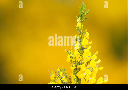 Gelbe Erzengel Blume, UK Stockfoto