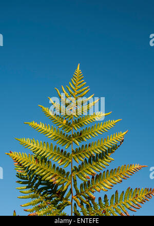 Bracken-Blatt vor blauem Himmel, UK Stockfoto