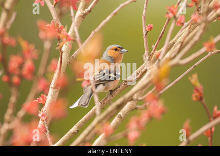 Nahaufnahme von einem Buchfinken (Fringilla Coelebs) Vogel sitzt in einem Kirschbaum in der Frühjahrssaison, UK Stockfoto