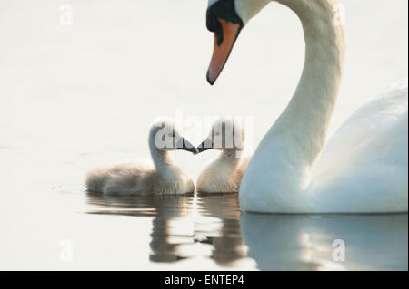 Höckerschwan (Cygnus olor) mit ihrer jungen Familie von CYGNETS, Großbritannien Stockfoto