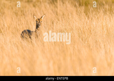 Weibliches europäisches Reh (Capreolus capreolus), Vereinigtes Königreich Stockfoto