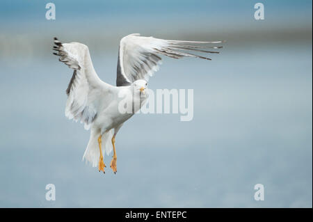 Silbermöwe im Flug, UK Stockfoto