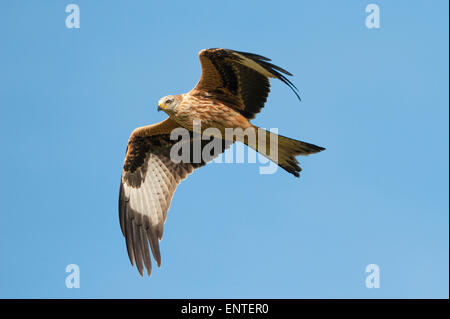 Red Kite (Milvus milvus) fliegt in Dumfries und Galloway, Großbritannien Stockfoto