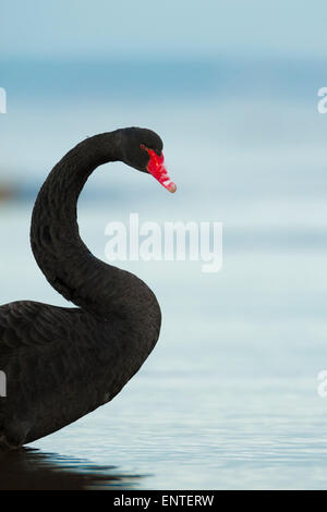 Black Swan (Cygnus olor) in Wild, Schottland, Großbritannien Stockfoto