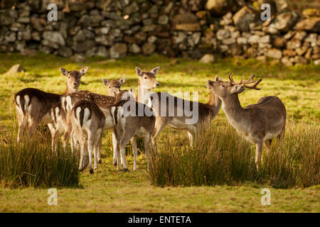 Damhirsch (Dama Dama), Dumfries and Galloway, Schottland, Großbritannien Stockfoto