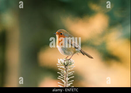 Robin, (Erithacus Rubecula), stehend auf einem Zweig im Winter, Großbritannien Stockfoto