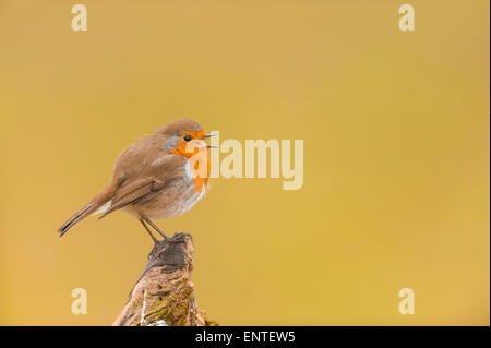 Nahaufnahme Portrait von ein kleiner Robin Vogel (Erithacus Rubecula) singen in einem Garten, UK Stockfoto