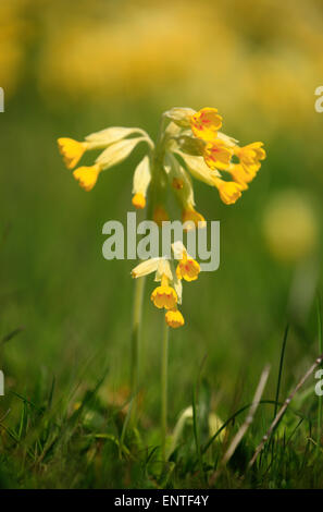 Schlüsselblumen in Frühlingssonne in einem Feld in Norfolk, England, UK. Stockfoto