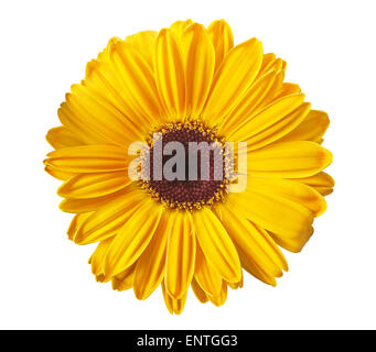 Gelbe Gerbera Daisy isoliert auf weiss Stockfoto