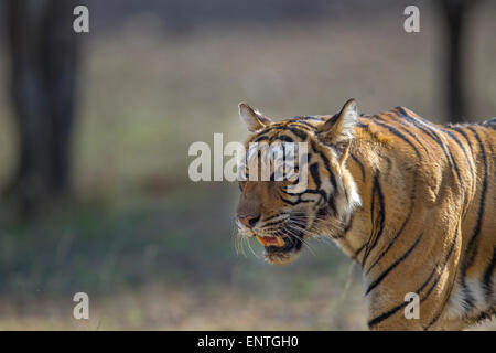 Bengalische Tigerin schlich in der Nähe von Rajbaug See Ranthambhore Wald, Indien. [Panthera Tigris] Stockfoto