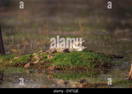 Indische Marsh Krokodil am Malik Talao oder See in Ranthambhore Wald, Indien. Stockfoto