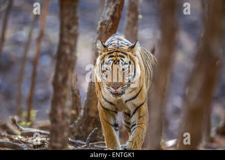 Bengalische Tigerin zu Fuß in den Bäumen Ranthambhore Wald, Indien. [Panthera Tigris] Stockfoto