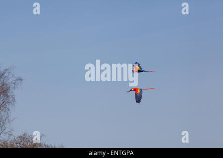 Rote Aras (Ara Macao). Paar auf der Flucht. Stockfoto