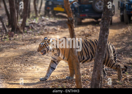 Bengalen Tigerin schlich in Ranthambhore Wald, Indien. [Panthera Tigris] Stockfoto