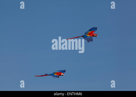 Rote Aras (Ara Macao). Paar auf der Flucht. Stockfoto