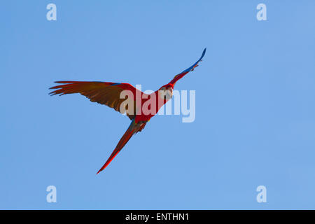 Hellroten Aras (Ara Macao). Vogel im Flug. Stockfoto