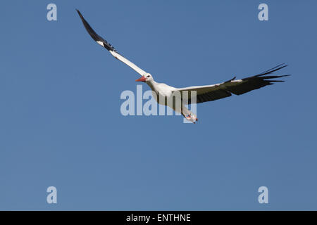 Europäische Weißstorch (Ciconia Ciconia). Fliegen. Flug. Fliegen. Stockfoto