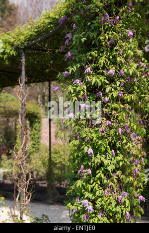 Clematis Macropetala 'jan Lindmark"auf eine Frame-Unterstützung bei Alnwick Gardens.  Alnwick, Northumberland. UK Stockfoto