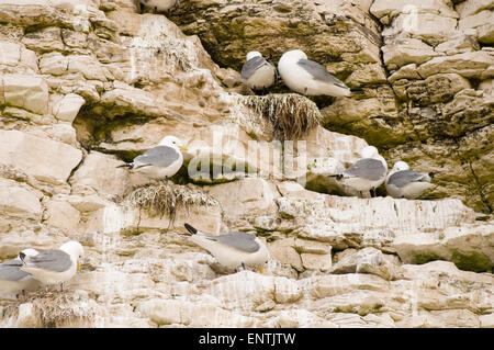 Möwe Möwen brüten Nester nisten Möwe Möwen auf Klippe Kreidefelsen bei Flamborough Head an der Küste von Yorkshire Coast uk Stockfoto