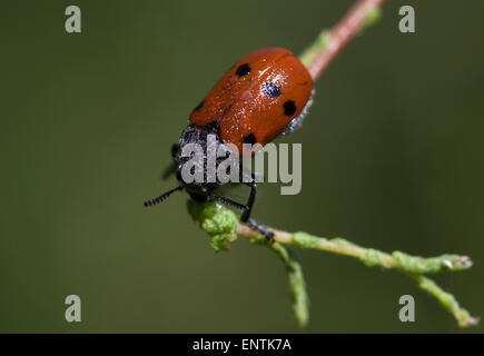 Ein Marienkäfer gedeckt mit Pollen und Tau Sitzstangen in einer Anlage in Los Alcornocales Naturpark, Provinz Cadiz, Andalusien, Spanien Stockfoto