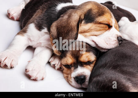 Beagle Welpen, rutscht vor weißem Hintergrund Stockfoto