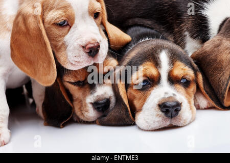 Beagle Welpen, rutscht vor weißem Hintergrund Stockfoto