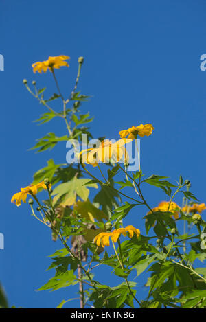 Eine mexikanische Sonnenblume oder Tithonia Diversifolia wächst in Kanapaha Botanical Gardens in Gainesville Florida. Stockfoto