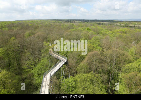 Die überdachunggehweg (Baumkronenpfad) im Nationalpark Hainich, Deutschland. Stockfoto