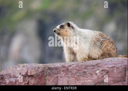 Hoary Murmeltier (Marmota Caligata), Glacier National Park, Montana Stockfoto