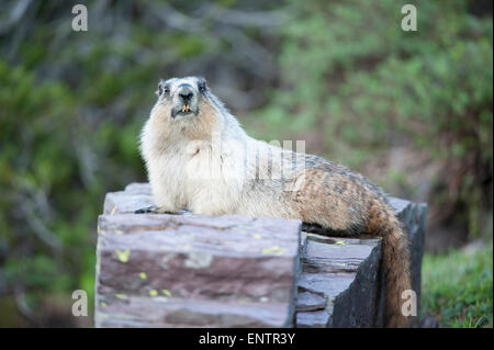 Hoary Murmeltier (Marmota Caligata), Glacier National Park, Montana Stockfoto