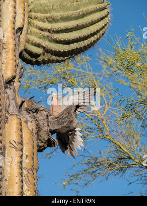Trauer um Tauben (Zenaida Macroura) bauen ein Nest auf einem Bein Saguaro, Lost Dutchman State Park, Apache Junction, Arizona. Stockfoto